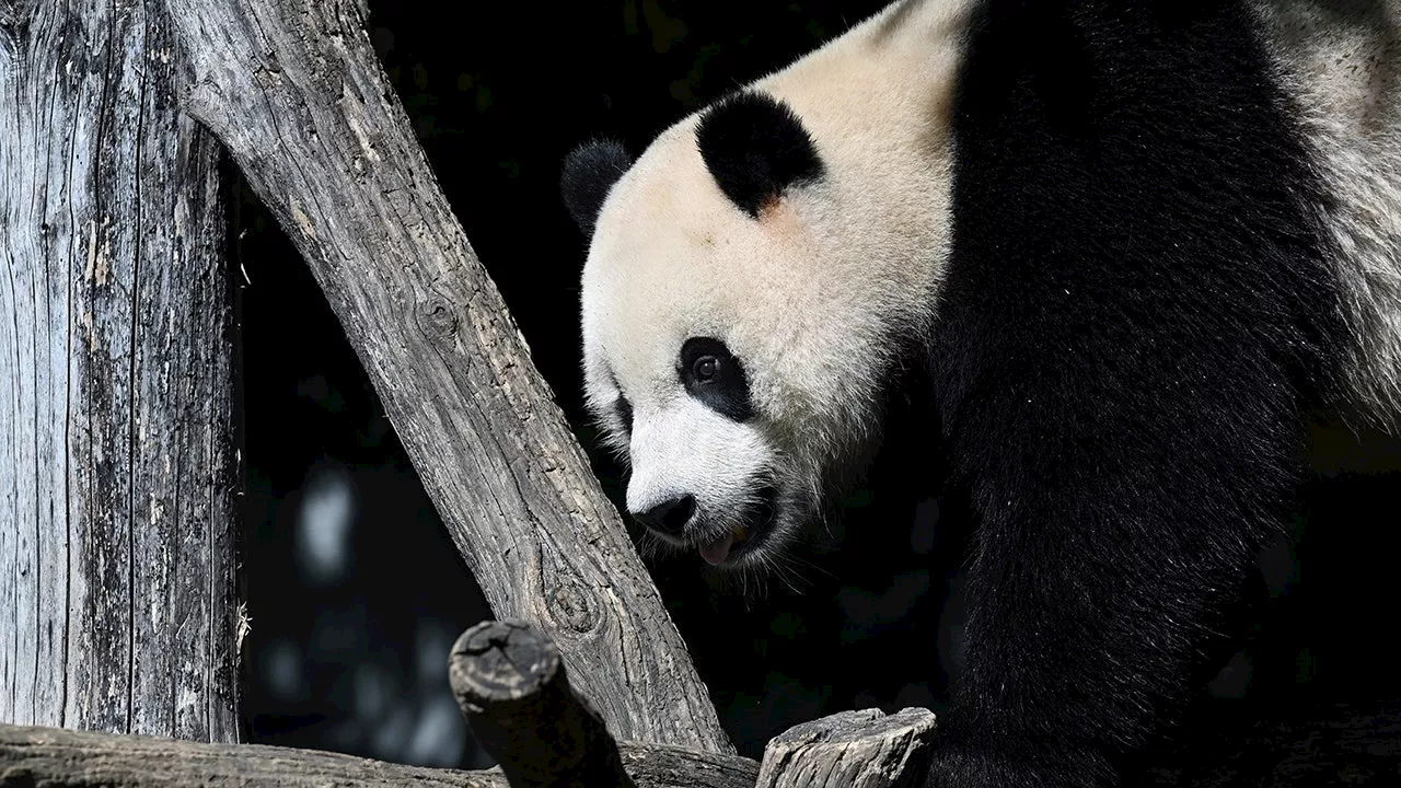 3 giant pandas leave DC’s Smithsonian National Zoo for China, ending 50-year run