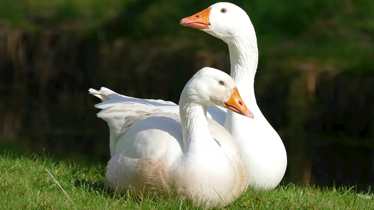 Face ID technology used on geese has troubling parallel to communist China: expert