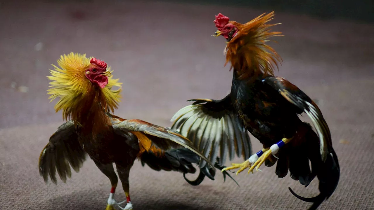 Hundreds of illegal cockfighting ring spectators scatter into woods when Texas deputies roll up, 19 arrested