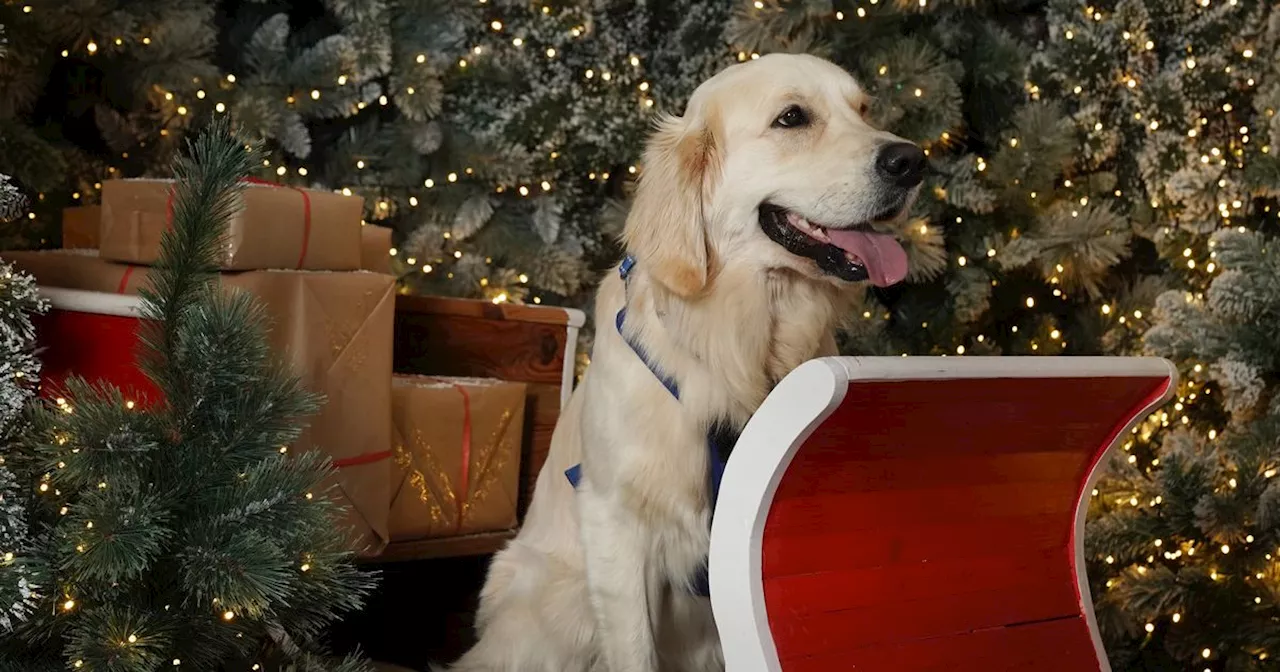 Hugely popular Glasgow Santa Paws experience where pets can meet Santa returns