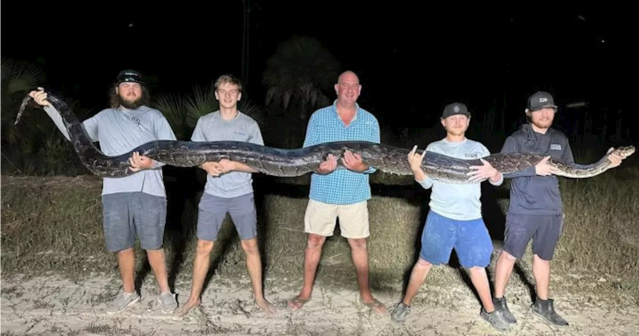 Massive 200-lb invasive python caught, one of the largest ever in Florida