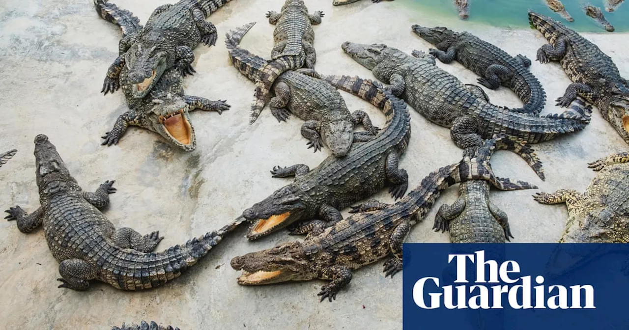 ‘The crocodiles bellowed at the sky – then mated like mad’: the sex frenzy sparked by helicopters