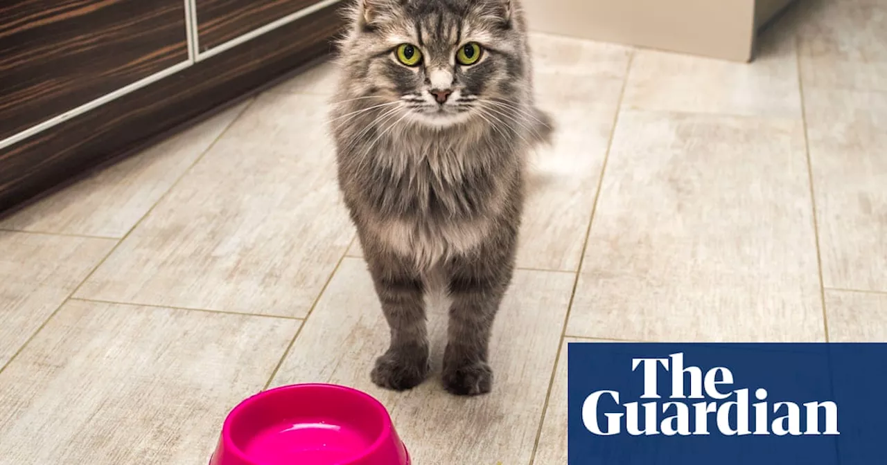 What’s been hit by the Optus network going down: from train services to wifi cat feeders
