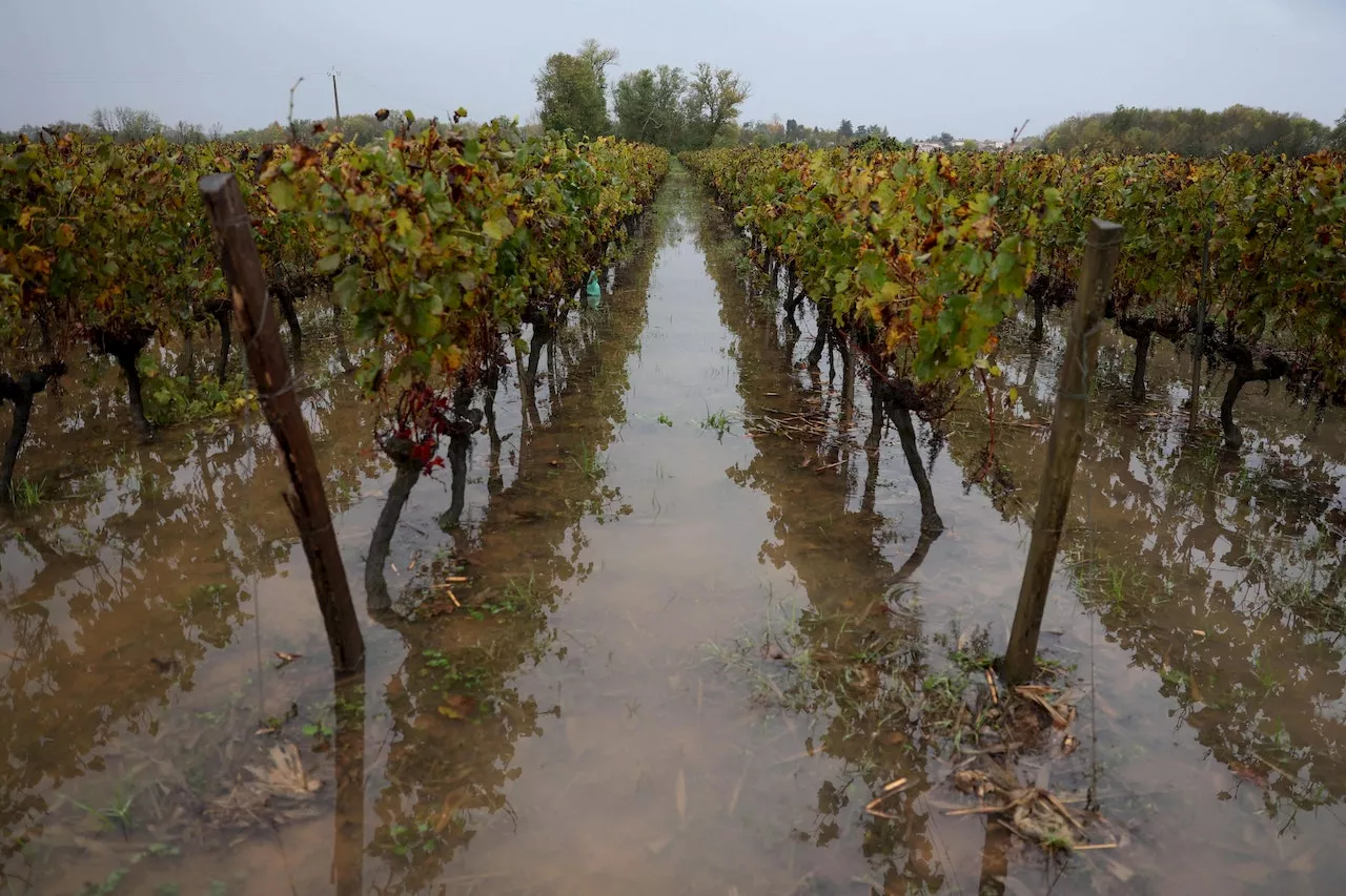 – Weinproduktion sinkt auf 60-Jahres-Tief