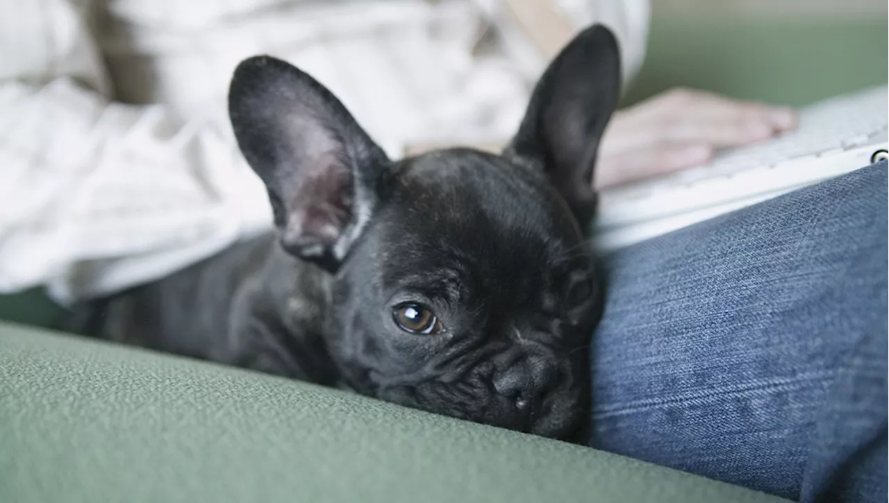 Comprano un cane online ma quattro giorni dopo muore. Allevatore condannato: non lo aveva vaccinato