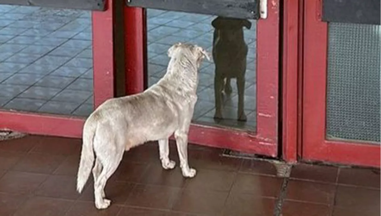 Un senzatetto viene ferito a morte. Il suo cane Croto lo accompagna in ambulanza e rimane fuori dall'ospedale…