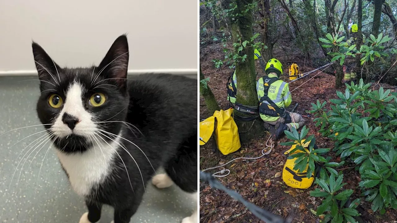 Dog leads owner to missing family cat stuck down Cornwall mineshaft