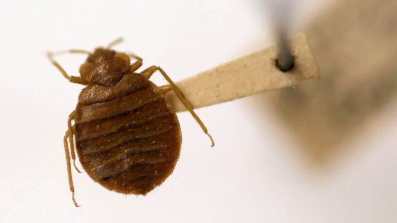 South Korean government launch bedbug blitz campaign as UK cases spike