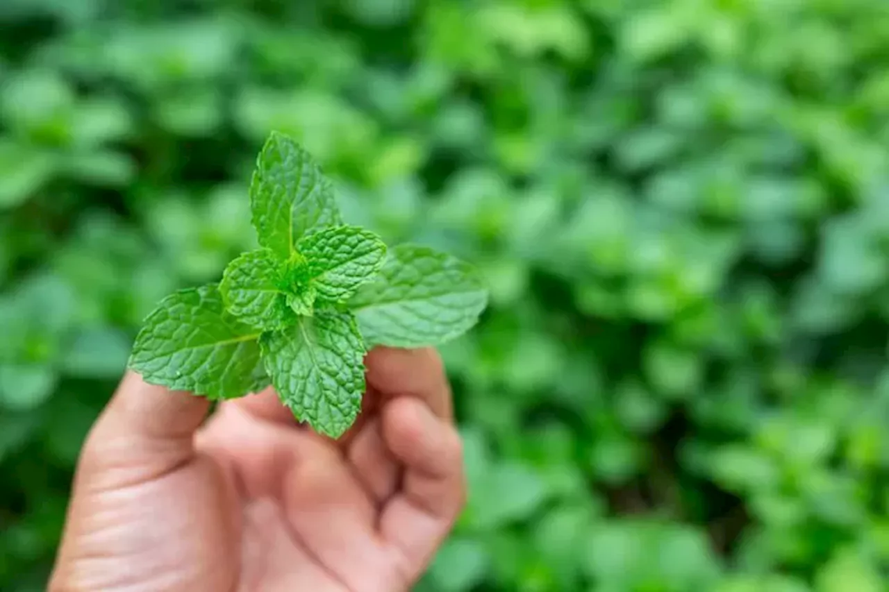 7 Manfaat Daun Mint untuk Kesehatan yang Tak Banyak Orang Tahu, Bantu Tingkatkan Fungsi Otak!