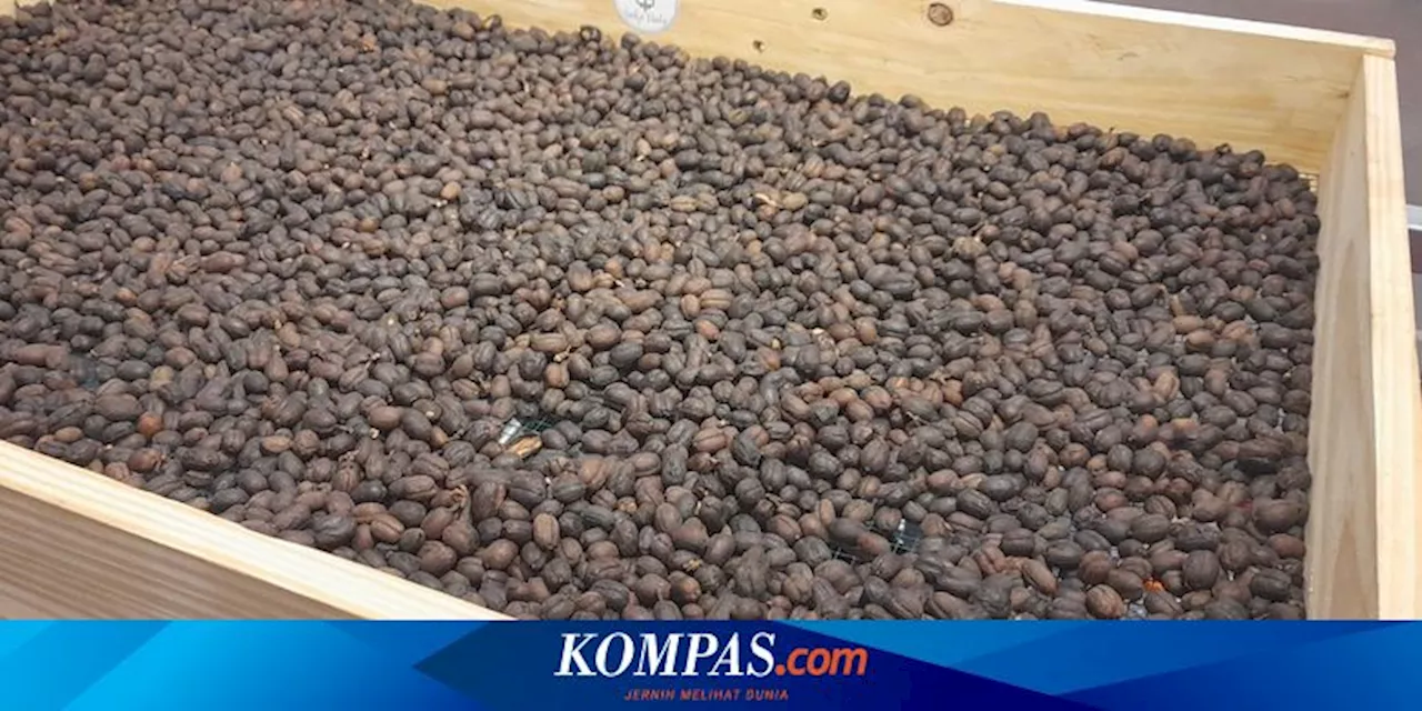 Mengenal Kopi Wine, Proses Pascapanen Buah Kopi Tanpa Alkohol