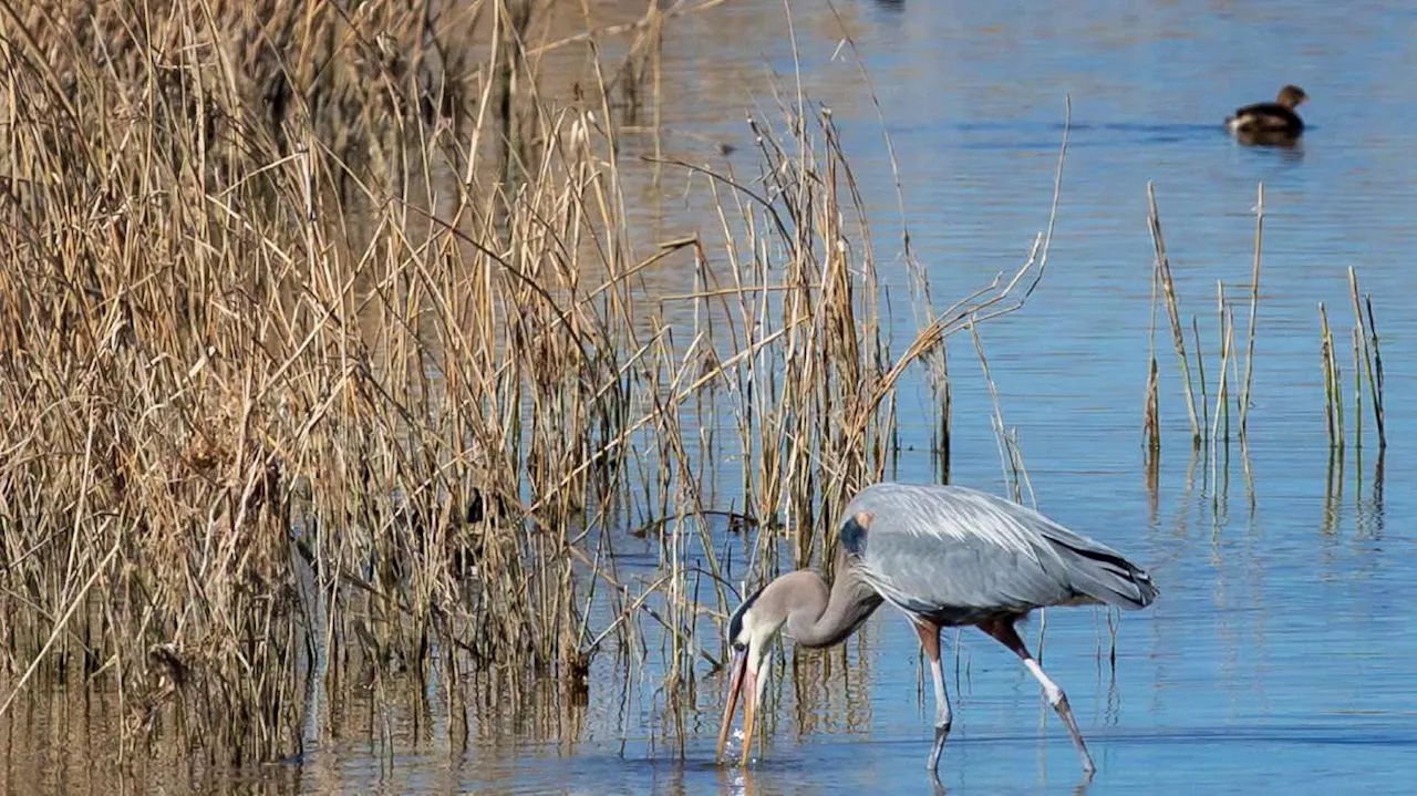 Great Salt Lake trust issues $8.5M to 8 projects seeking to protect lake's wetlands