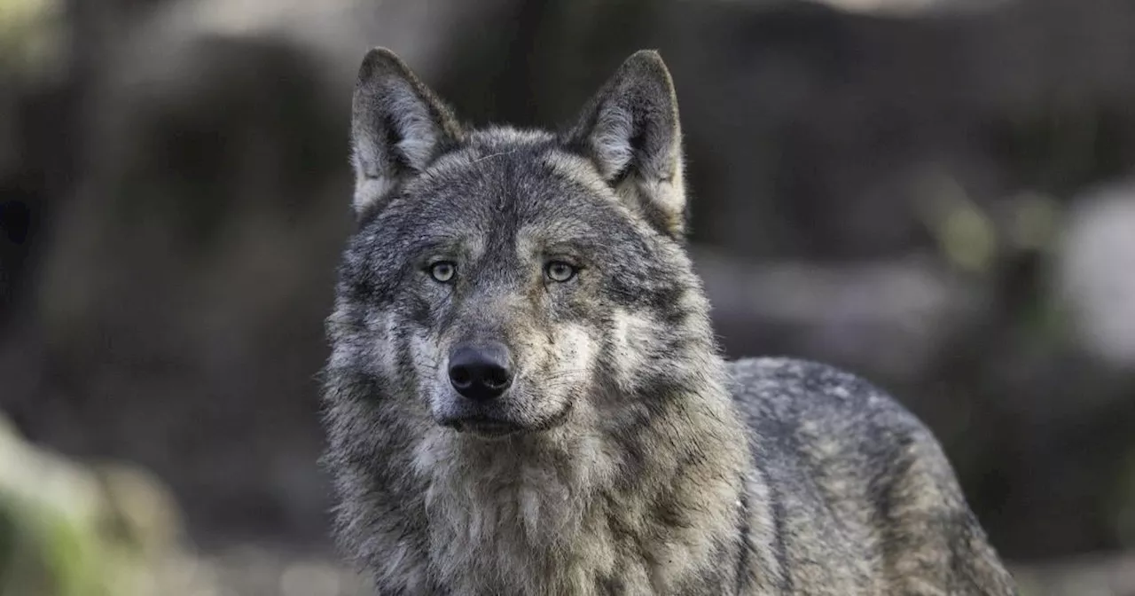 OÖ: Erster Abschuss von Wolf, Ort bleibt zum Schutz der Jäger geheim