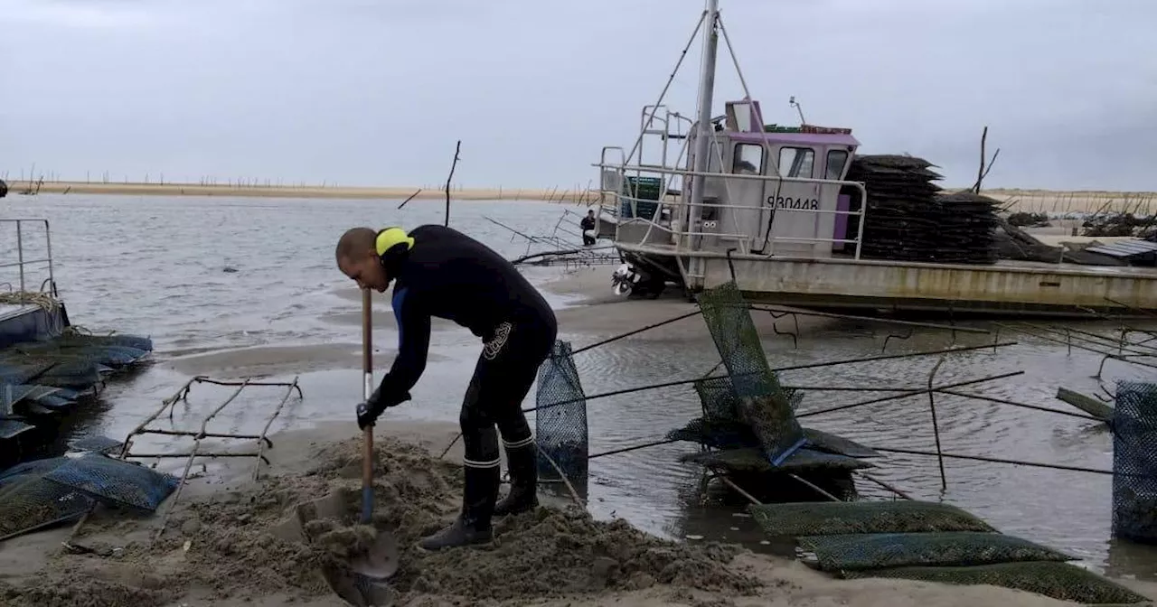 Bassin d’Arcachon : aurons-nous des huîtres à Noël malgré les tempêtes ?