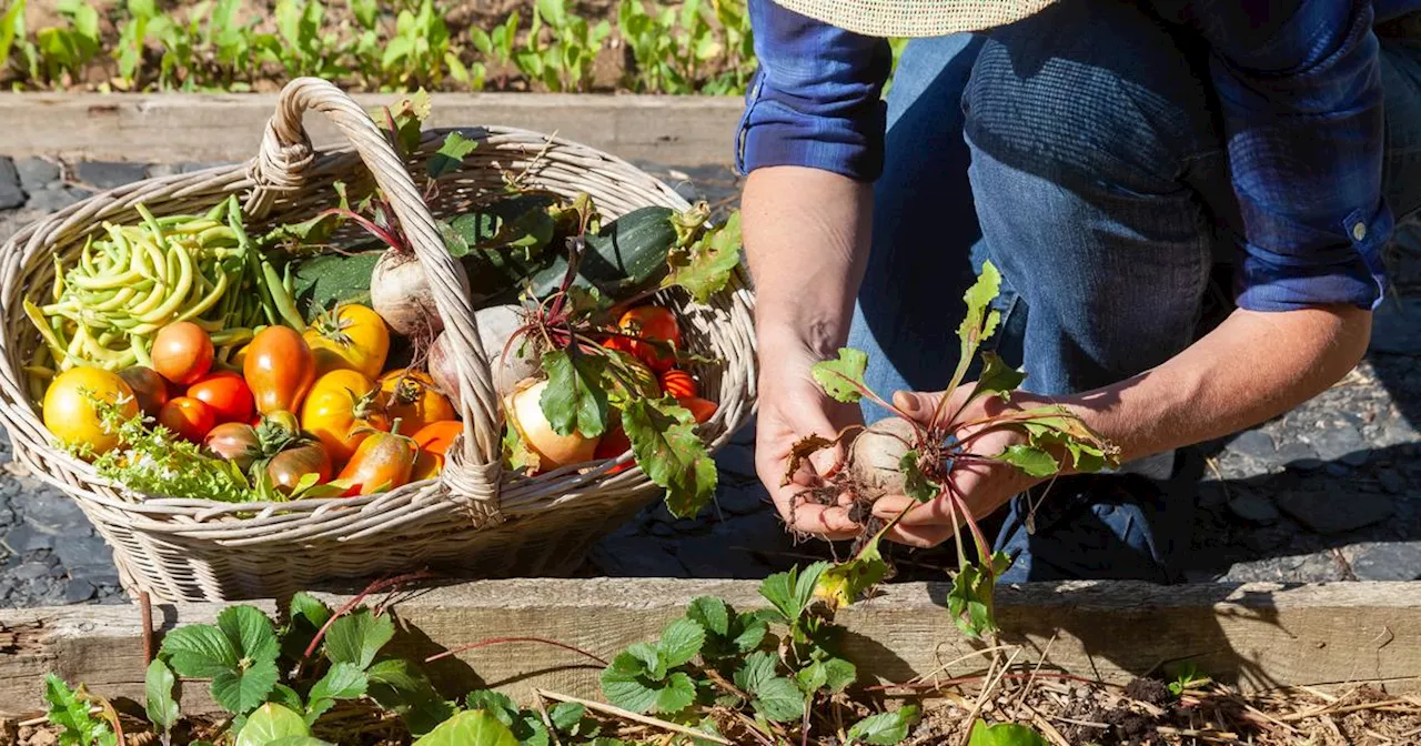 Faute de demande, Tereos ne collectera pas de betteraves bio en 2024/2025