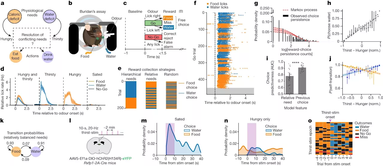 Neural study explores how mice decide whether to eat or drink when they are both hungry and thirsty