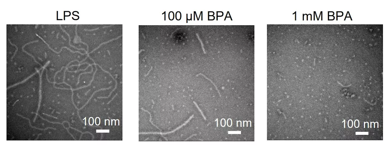 Research explores environmental pollutant BPA and asthma susceptibility in mice