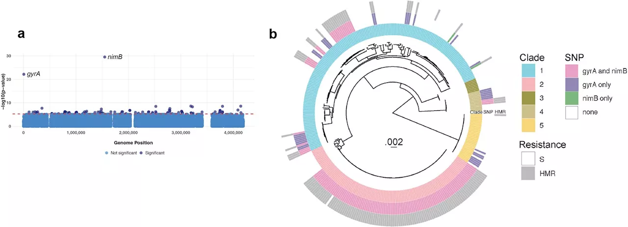 Researchers solve mystery behind antibiotic-resistant C. difficile infection