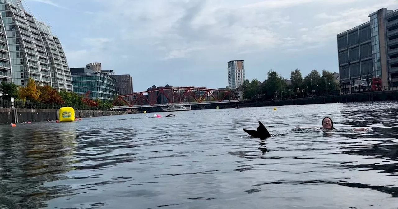 ﻿‘Mermaid’ spotted swimming in Salford Quays