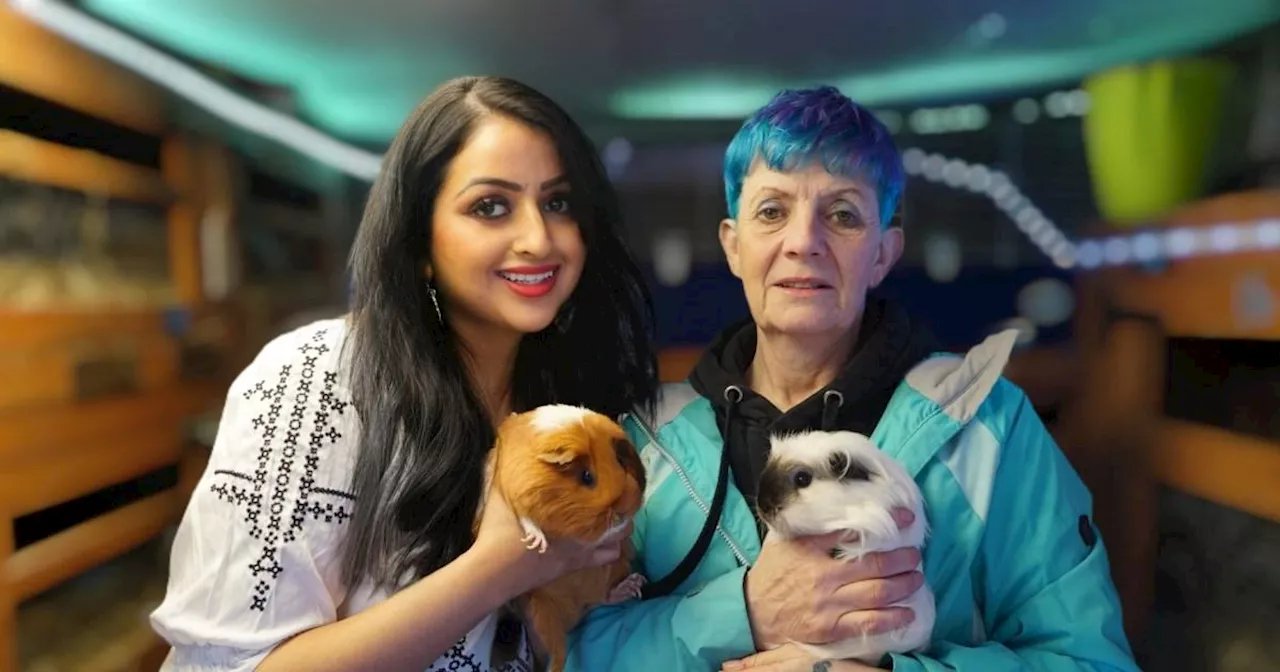 Meet the guinea pig superfans on a mission to rebrand the 'misunderstood' pet