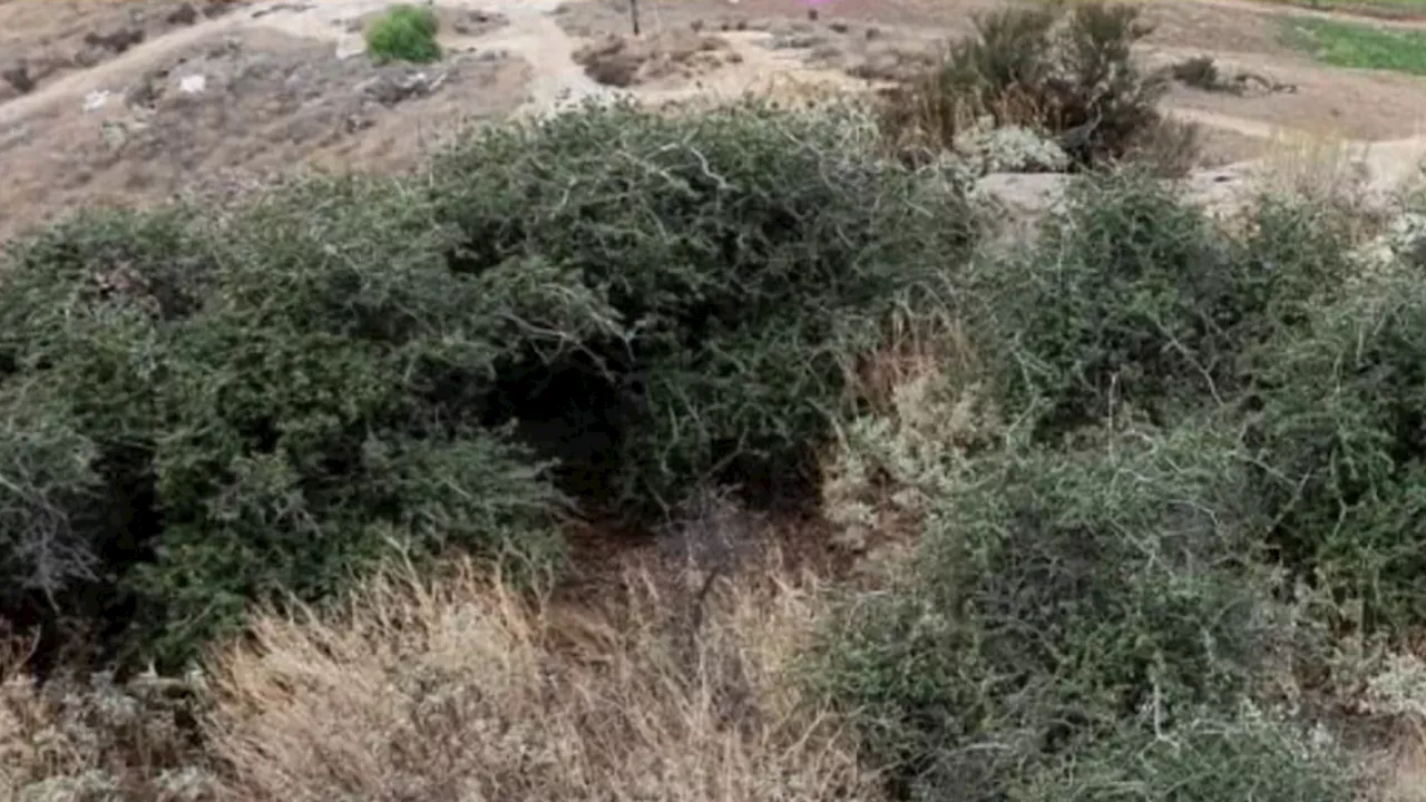 New development plans pose threat to California's oldest living tree