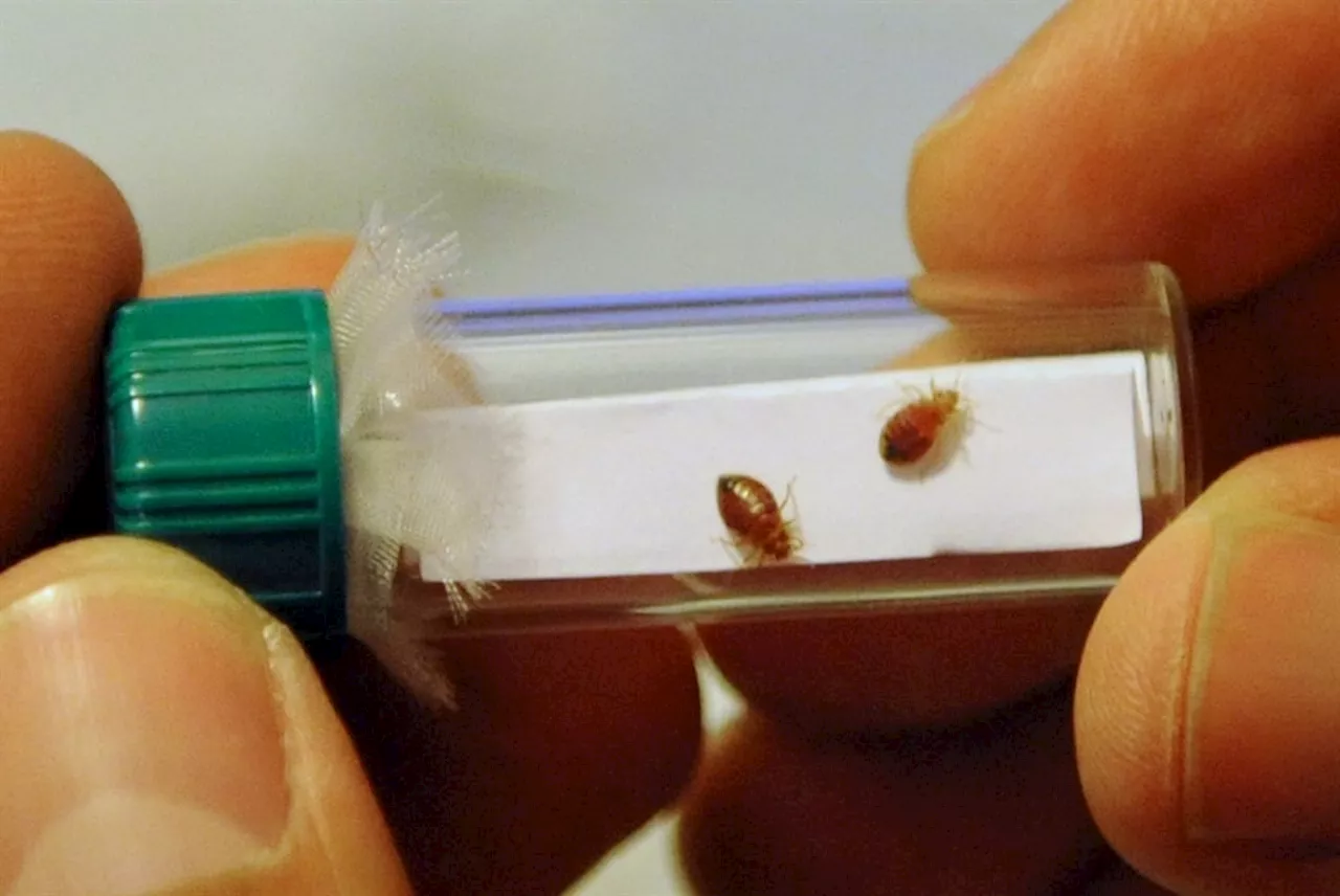 With France freaking out, South Korea ramps up bedbug control after suspected infestations