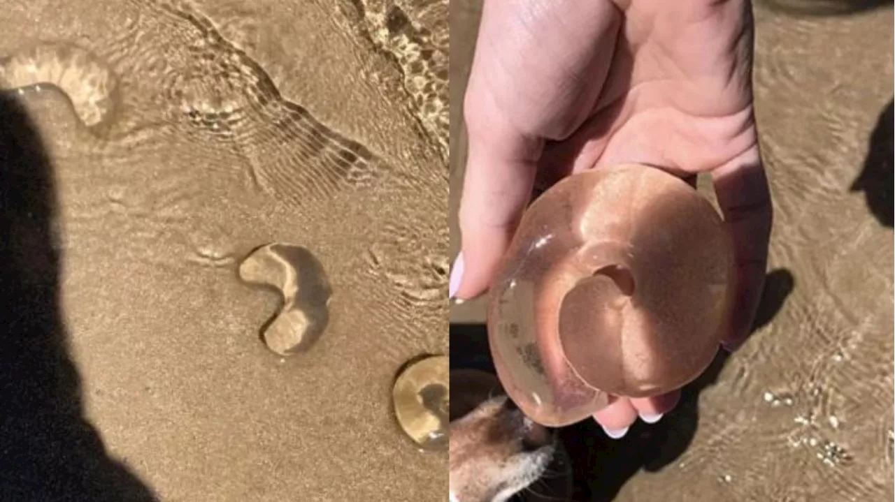 Mystery ‘blobs’ appear on beach