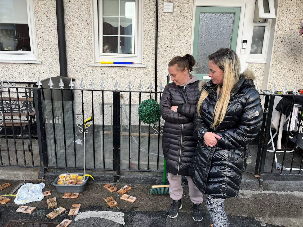 Dublin rat infestation: Terrified resident 'chased out onto the main road'