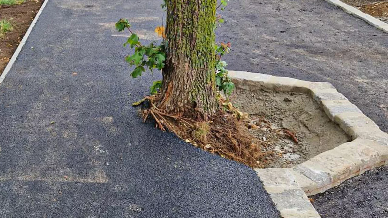 Bäume wurden einfach zuasphaltiert: Die Grünen toben