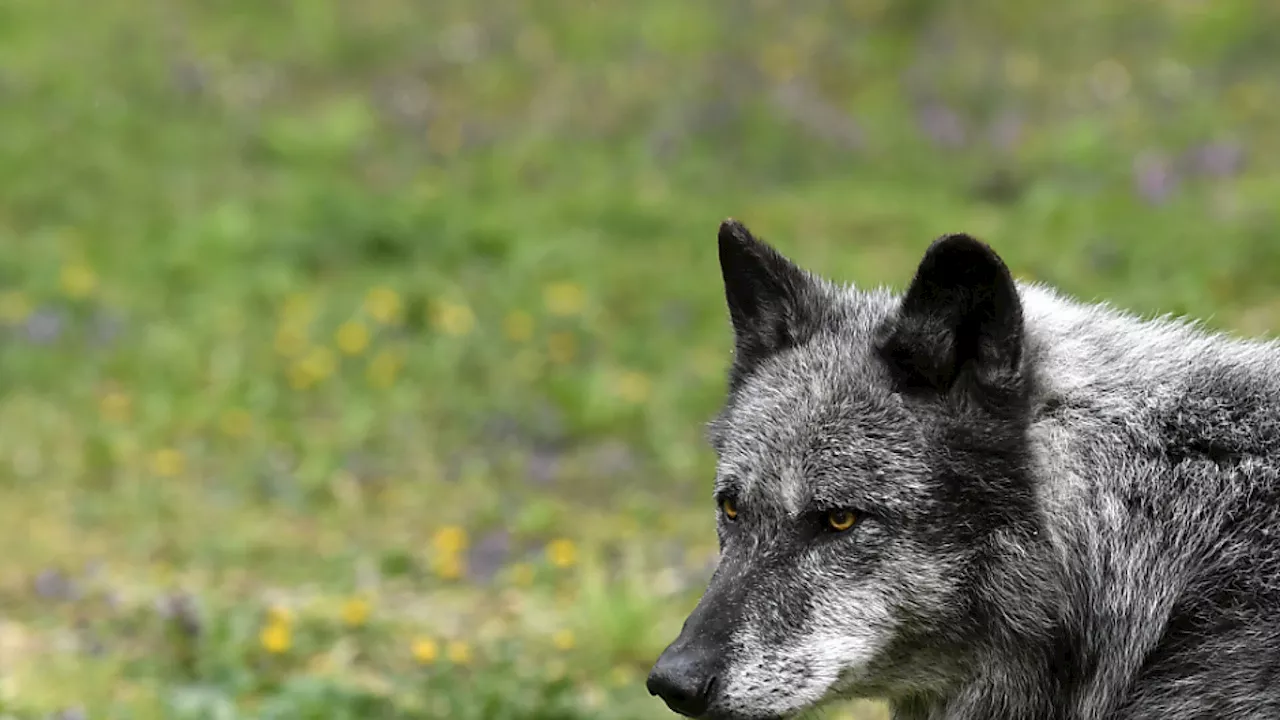 Erster Wolf in Oberösterreich abgeschossen