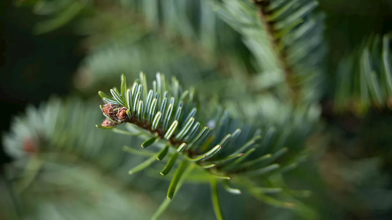 Thüringen: Solides Weihnachtsbaum-Angebot aus hiesigen Wäldern