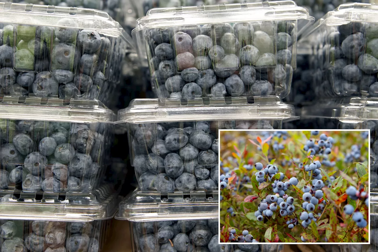 US supermarkets grapple with nationwide blueberry shortage