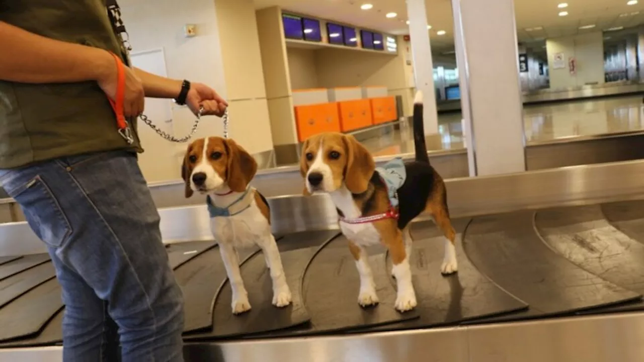 Anuncian un nuevo sistema digital para tramitar y viajar con mascotas al exterior