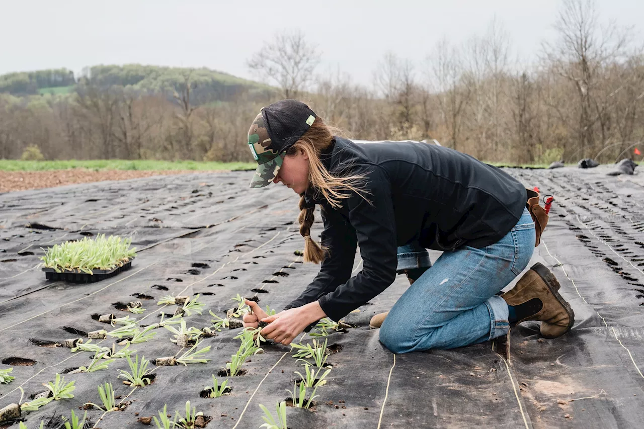 For beginning nontraditional farmers, stress is a constant: Study