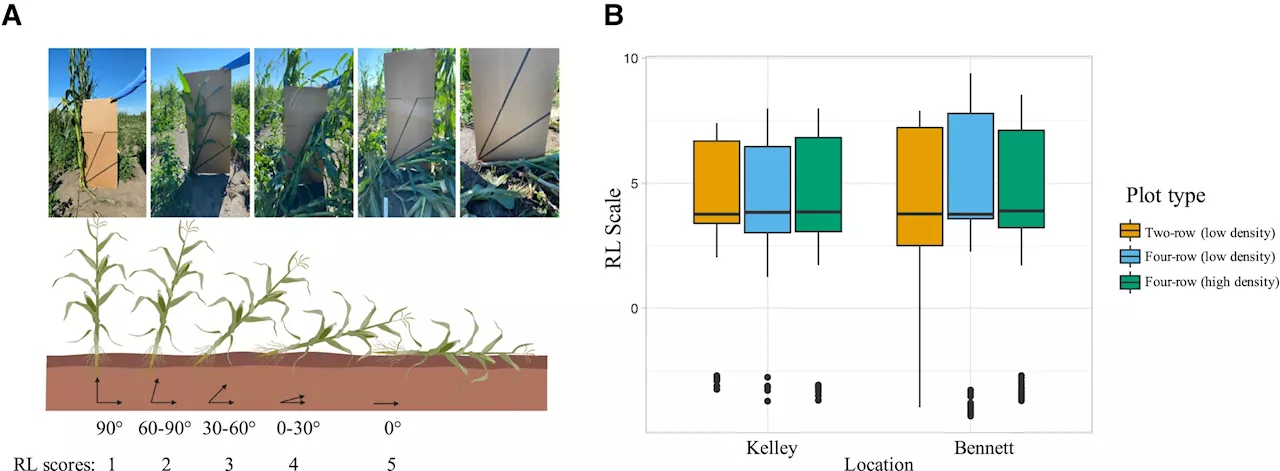 Researchers hunt for hard-to-spot genetic links to improve crop and livestock breeding