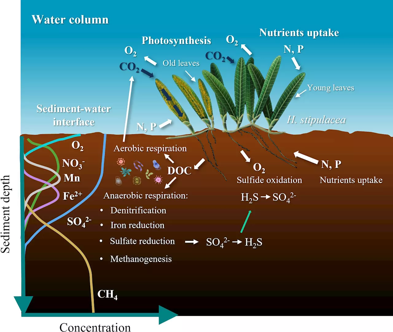 Seagrass decline poses issues for carbon storage projects