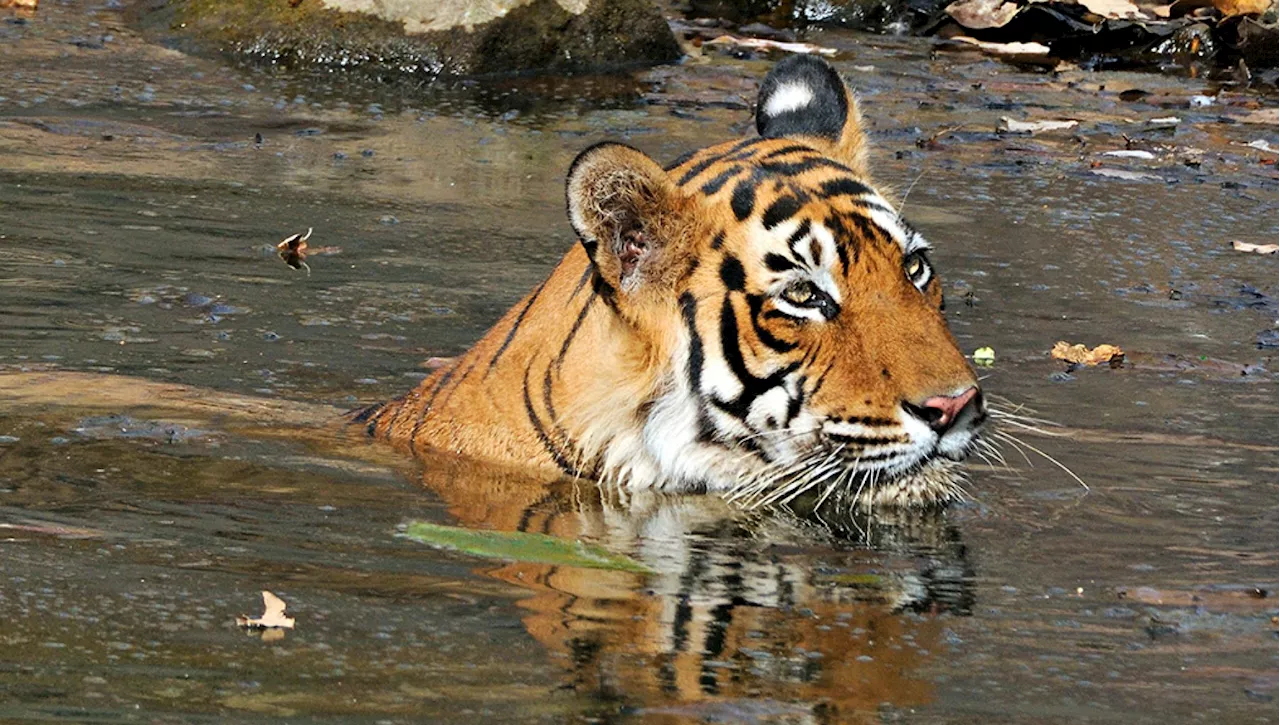 Una nuova diga sommergerà la Riserva delle Tigri di Panna e alcune case delle tribù. Proteste in India