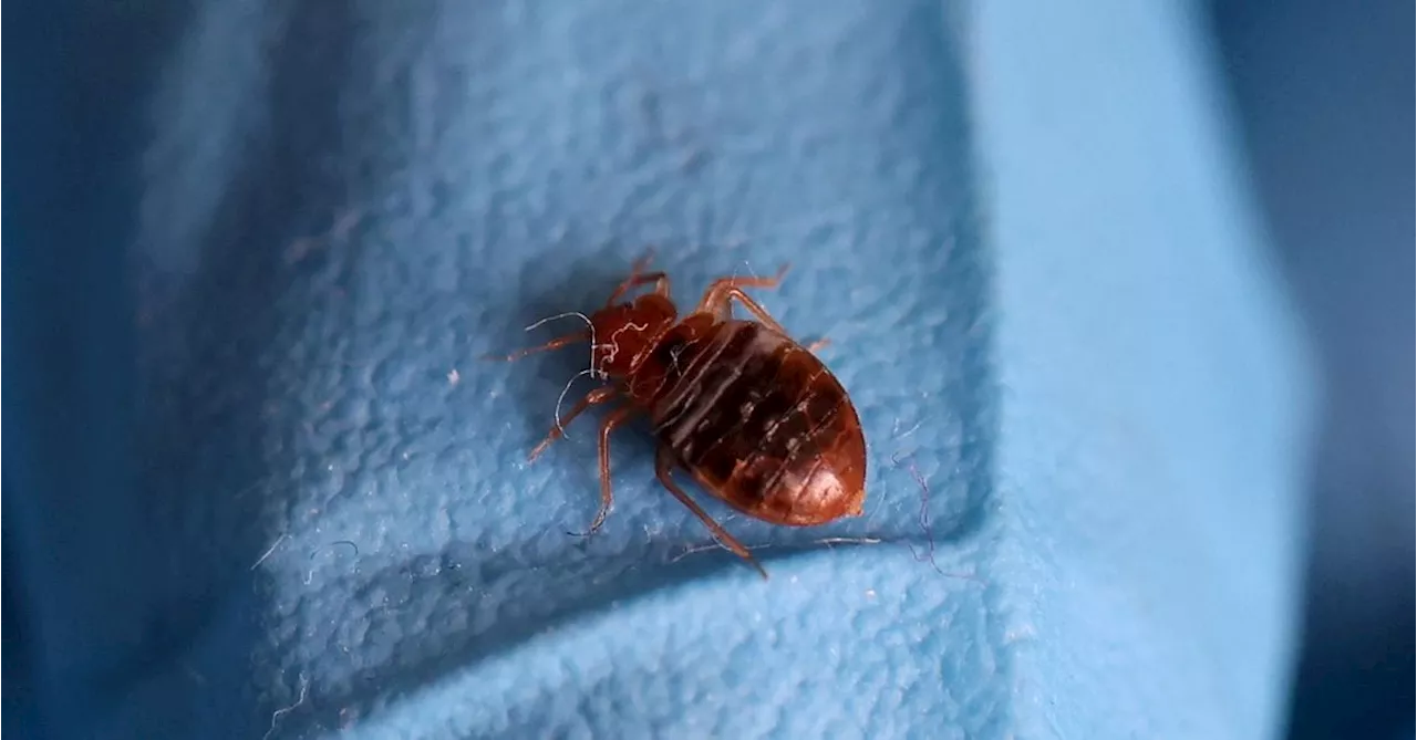 South Korea ramps up pest control after reports of bedbugs