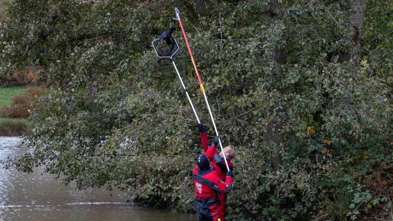 Kraai werkt zichzelf in de nesten: met visdraad vast in boom