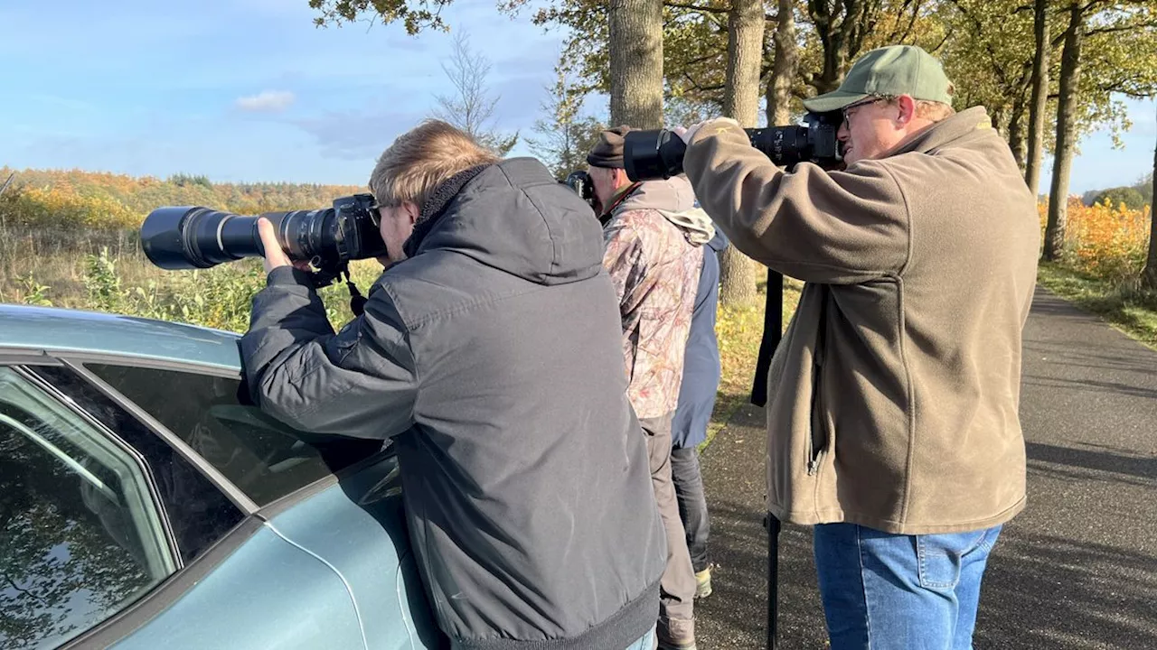 Staatsbosbeheer roept wolvenspotters rond Drents-Friese Wold op om wolf niet op te jagen