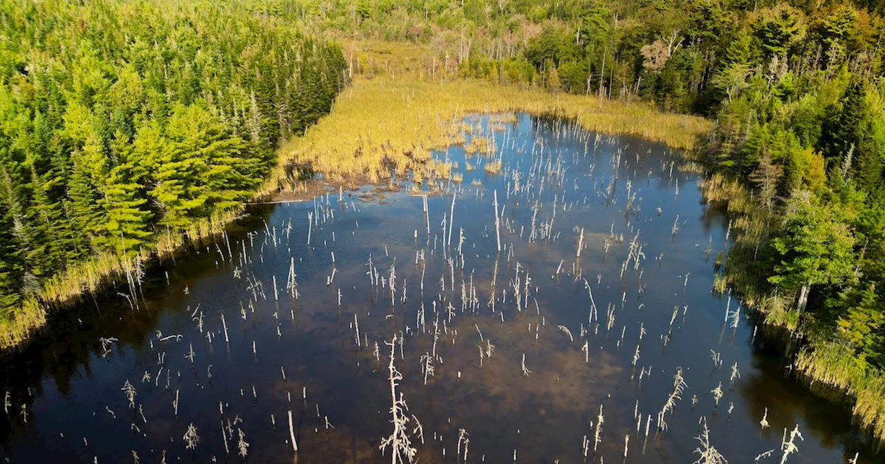 Nature Conservancy adds to Cape Breton's Cains Mountain Wilderness Area