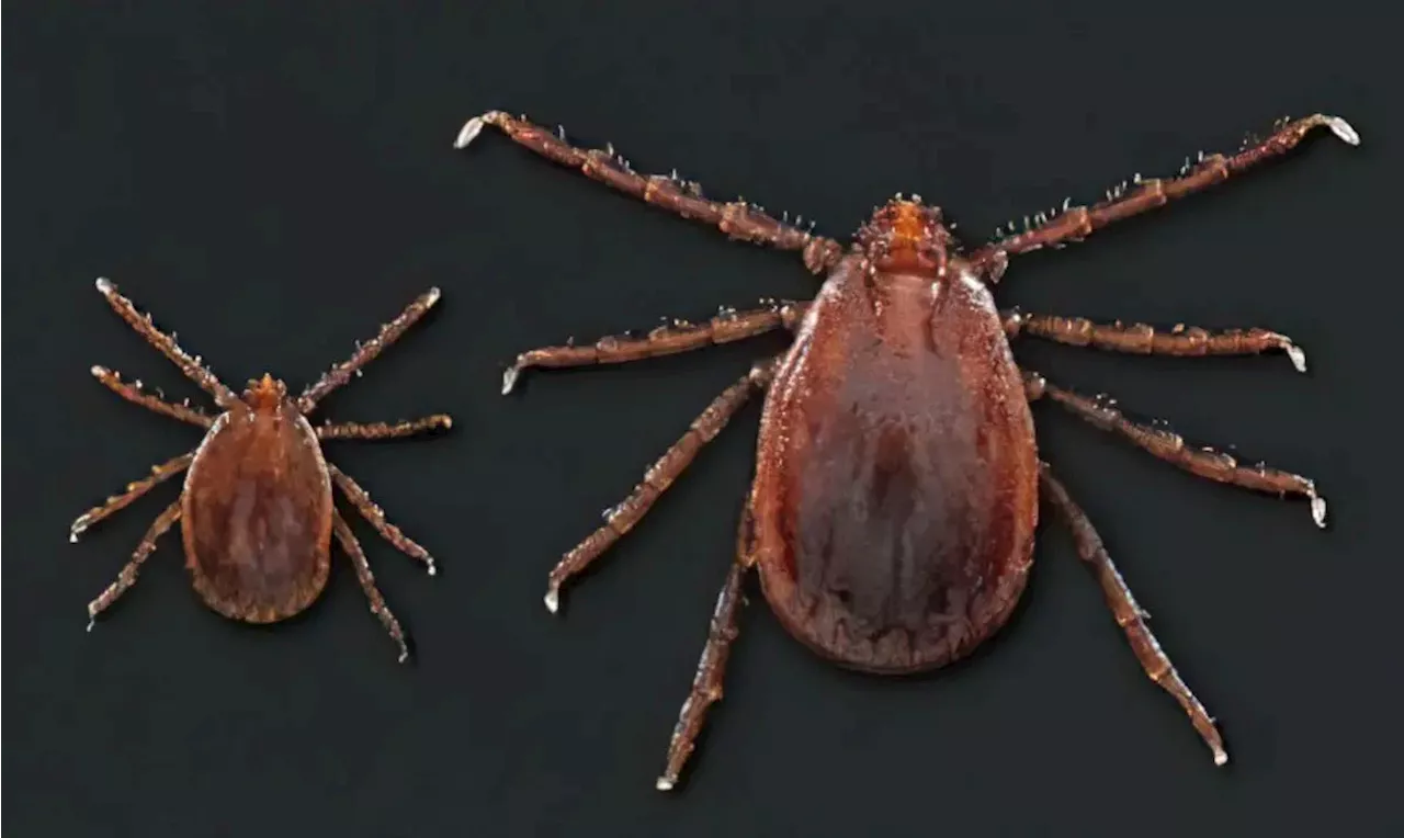 Blood-Thirsty Ticks Invade Ohio: A Lethal Infestation Decimates Cattle