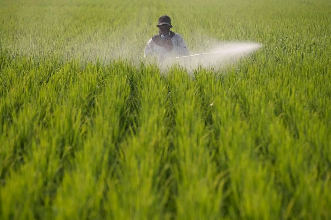 Malaysia’s price controls keep rice production low, exacerbating shortages