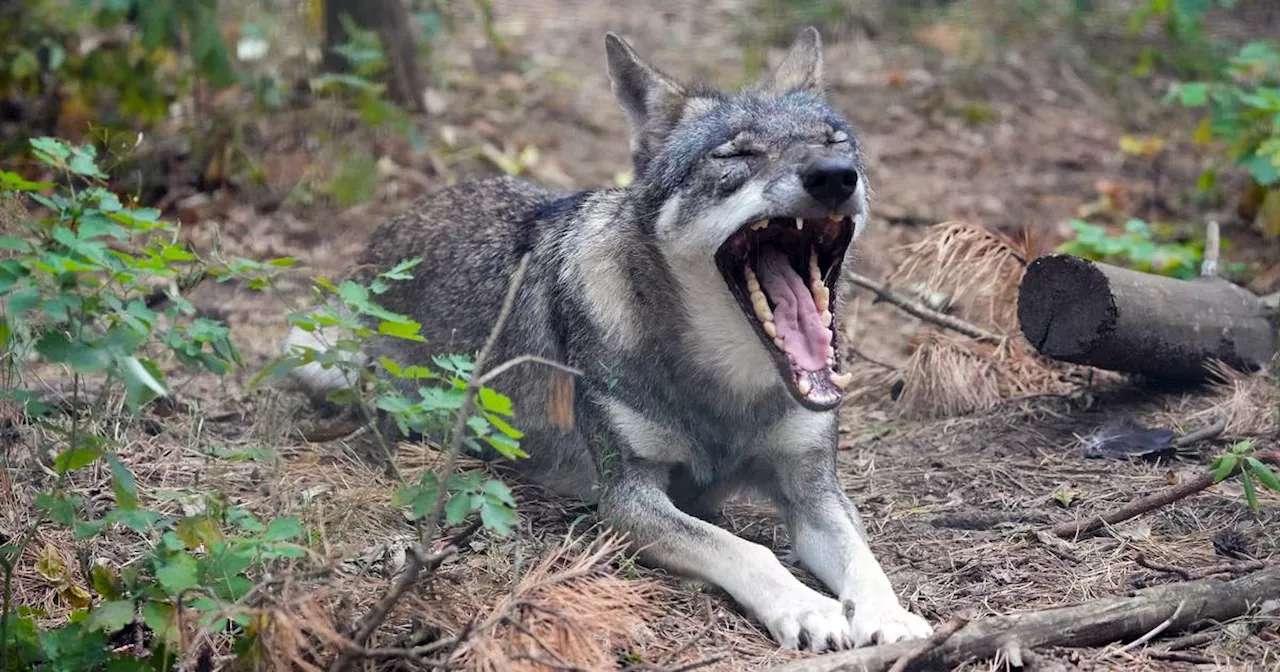 Das sollten Sie tun, wenn Sie einem Wolf begegnen​