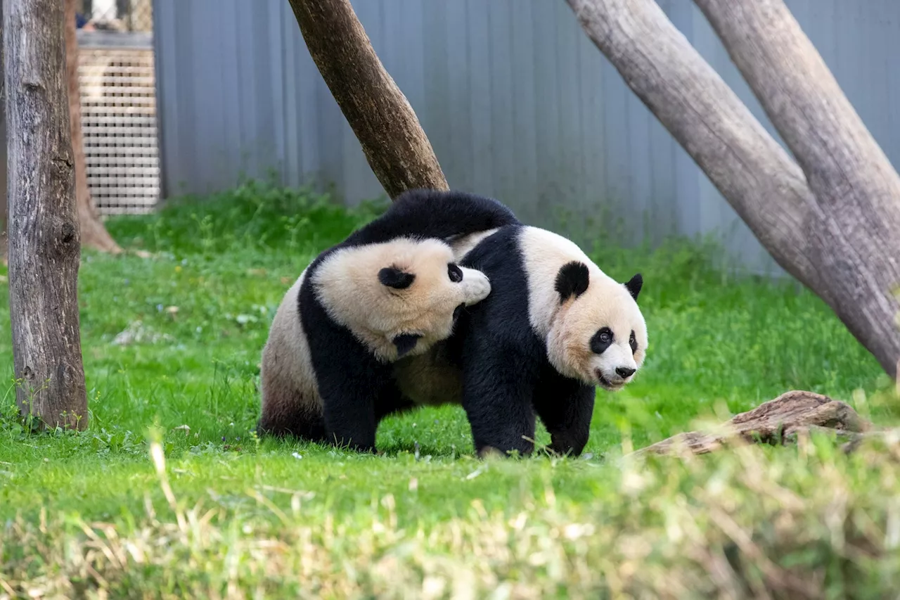 The National Zoo’s giant pandas leave for China today