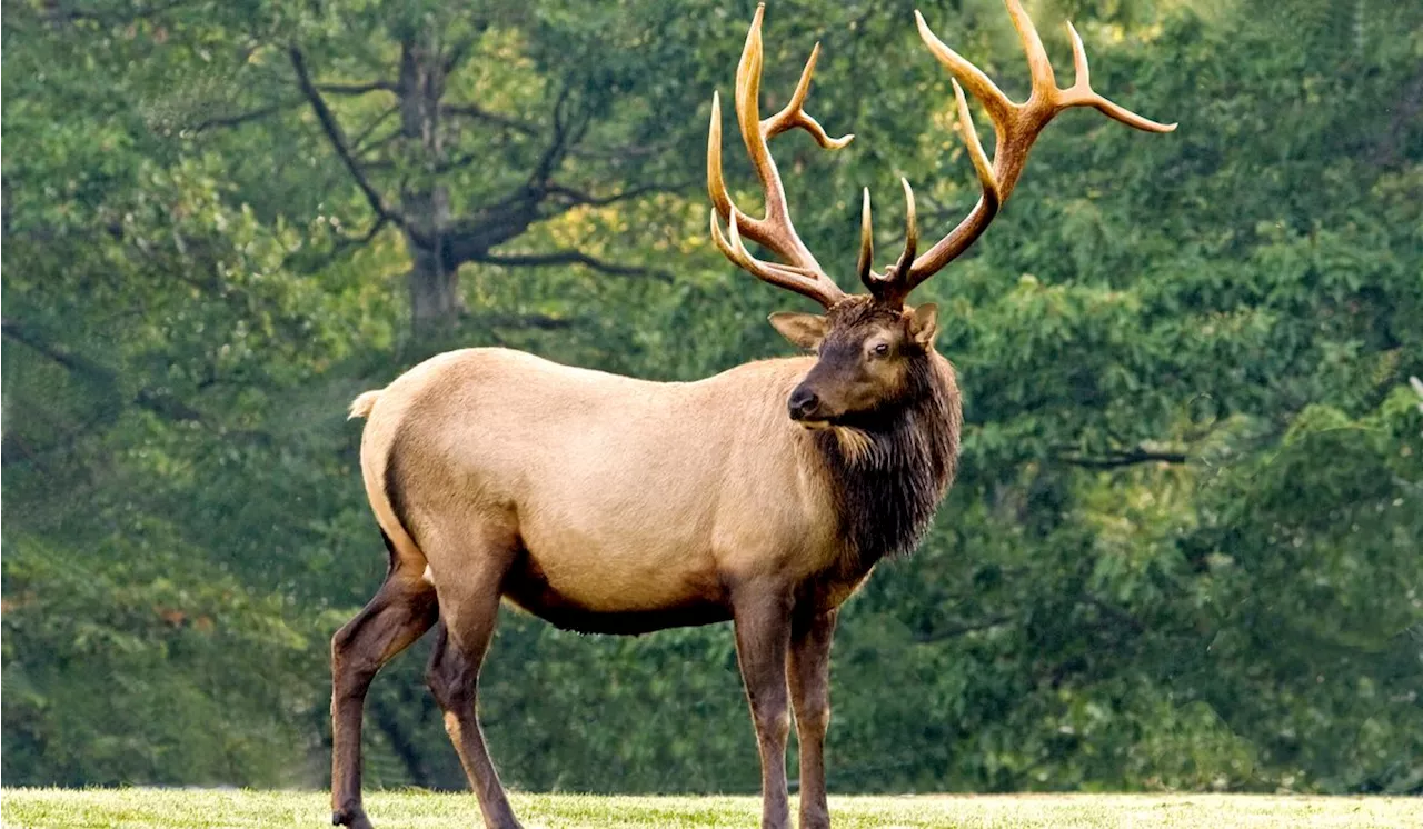 Arizona woman trampled to death in state's first recorded fatal elk attack