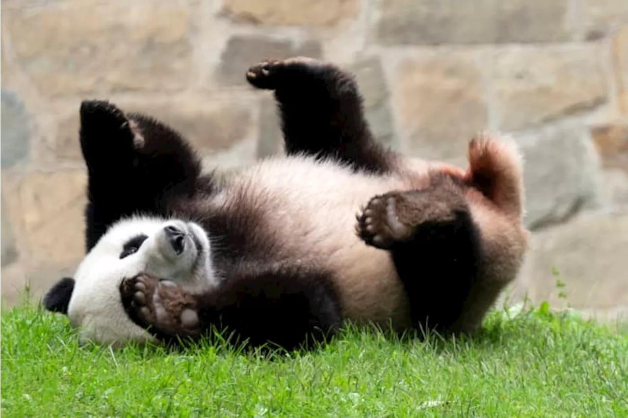 National Zoo's giant pandas fly home amid uncertainty about future panda exchanges