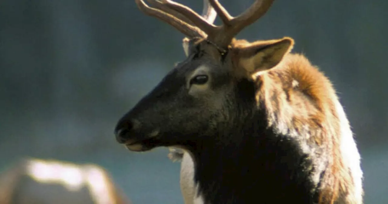 Woman Dies After Being Trampled by Elk in Arizona