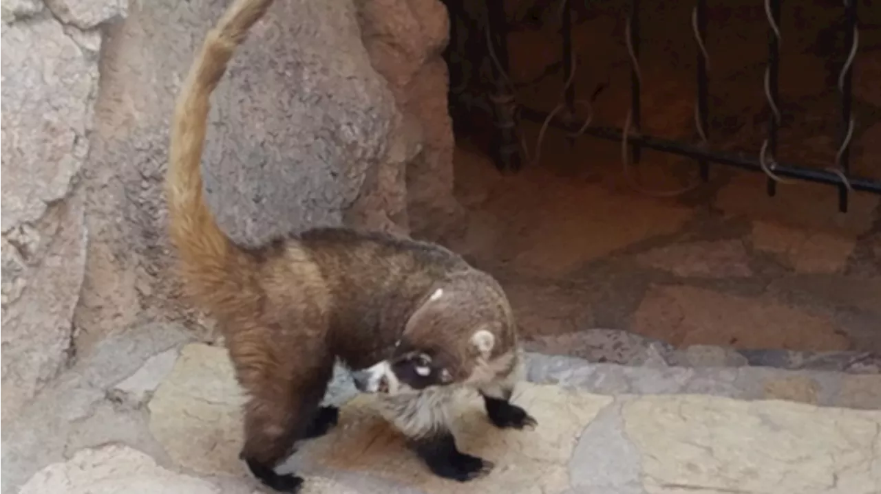 Arizona man treated for rabies after bit by coatimundi