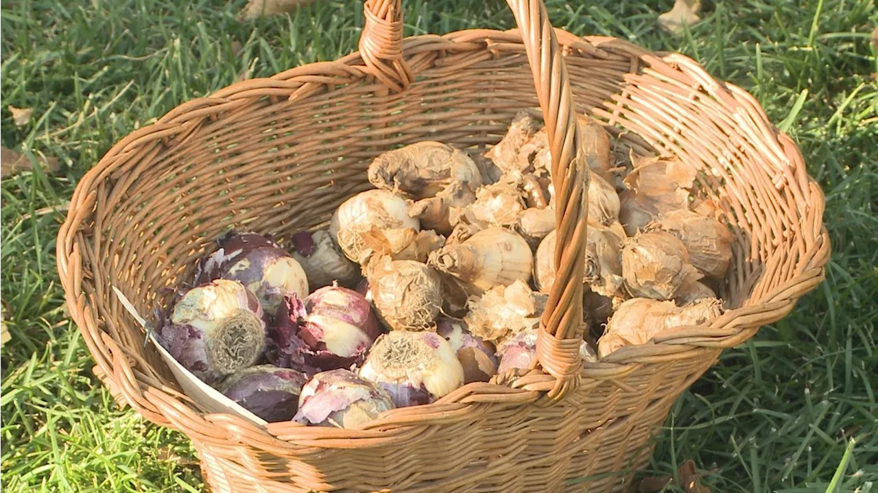 Proctor's Garden: It's time to plant bulbs