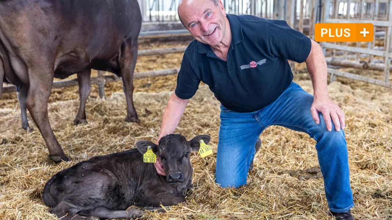 Teuerstes Fleisch der Welt: In Eresried gibt es eine Wagyu-Rinderzucht